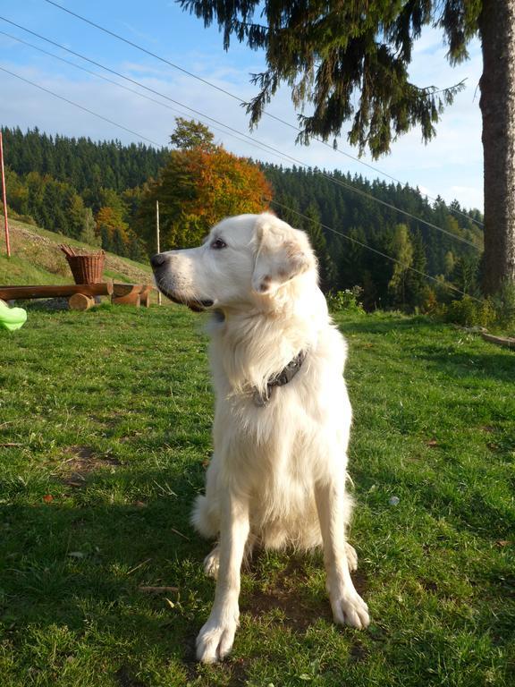 Horska Chata Skacelka Rokytnice nad Jizerou Exterior foto